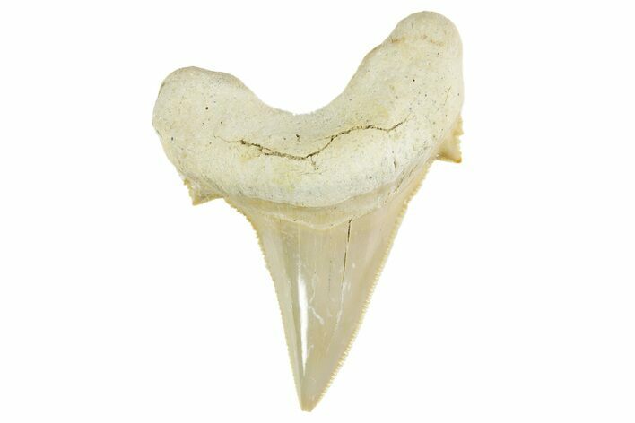 Serrated Sokolovi (Auriculatus) Shark Tooth - Top Quality #372464